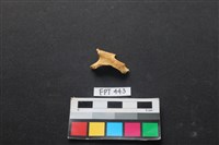 藏品(鹿骨)的圖片