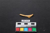 藏品(鹿骨)的圖片