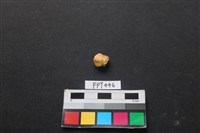 藏品(鹿骨)的圖片