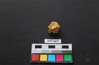 藏品(鹿骨)的圖片