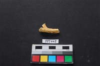 藏品(鹿骨)的圖片