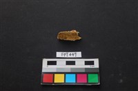 藏品(鹿骨)的圖片