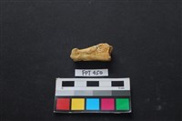 藏品(鹿骨)的圖片