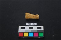 藏品(鹿骨)的圖片