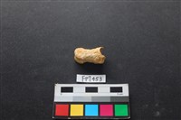 藏品(鹿骨)的圖片