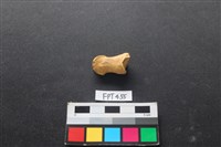 藏品(鹿骨)的圖片