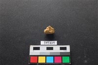 藏品(鹿骨)的圖片