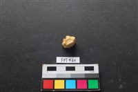 藏品(鹿骨)的圖片