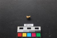 藏品(鹿骨)的圖片