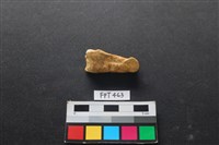 藏品(鹿骨)的圖片