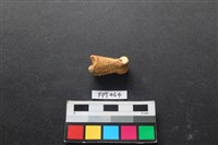 藏品(鹿骨)的圖片