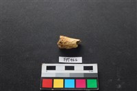 藏品(鹿骨)的圖片