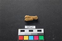 藏品(鹿骨)的圖片