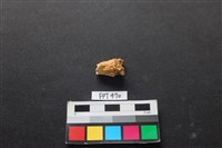 藏品(鹿骨)的圖片