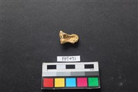 藏品(鹿骨)的圖片