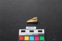 藏品(鹿骨)的圖片