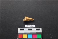 藏品(鹿骨)的圖片