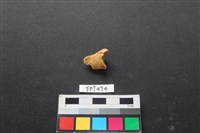 藏品(鹿骨)的圖片