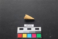 藏品(鹿骨)的圖片