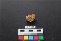 藏品(鹿骨)的圖片