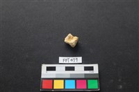 藏品(鹿骨)的圖片