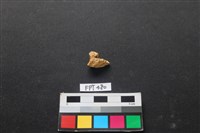 藏品(鹿骨)的圖片