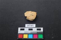 藏品(龜骨)的圖片