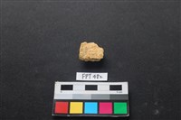 藏品(龜骨)的圖片