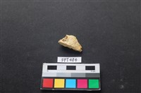 藏品(龜骨)的圖片