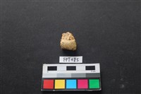 藏品(龜骨)的圖片