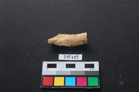 藏品(哺乳類動物骨)的圖片