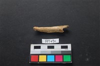 藏品(哺乳類動物骨)的圖片