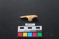 藏品(哺乳類動物骨)的圖片