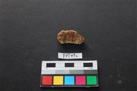 藏品(鹿骨)的圖片