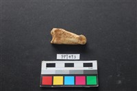 藏品(鹿骨)的圖片