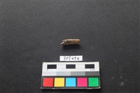 藏品(動物骨)的圖片