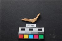 藏品(魚骨)的圖片