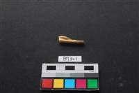 藏品(魚骨)的圖片