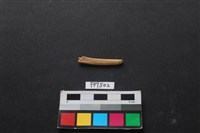 藏品(魚骨)的圖片