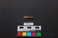 藏品(魚骨)的圖片