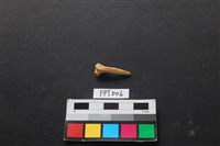 藏品(魚骨)的圖片