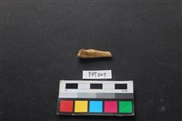 藏品(魚骨)的圖片