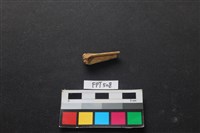 藏品(魚骨)的圖片