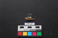 藏品(魚骨)的圖片