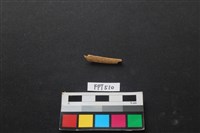 藏品(魚骨)的圖片