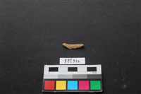 藏品(魚骨)的圖片