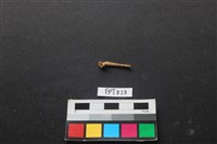 藏品(魚骨)的圖片