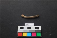 藏品(山羌骨)的圖片