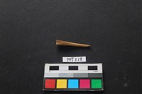 藏品(魚骨)的圖片