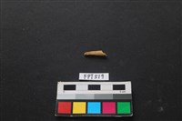 藏品(魚骨)的圖片